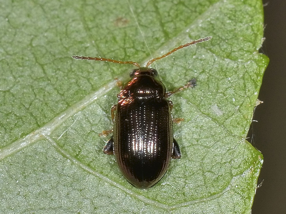 Crepidodera sp. (Chrysomelidae)